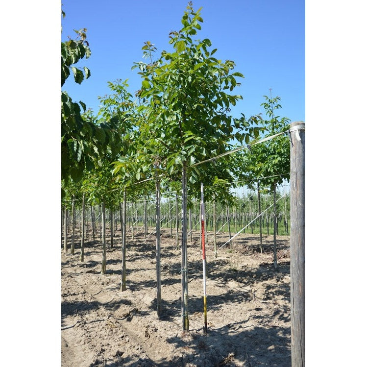 Valnöt - Juglans regia - Stammens omkrets 16-18 cm, höjd 3,5-4 meter, HS,